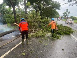 Musim Hujan Rawan Pohon Tumbang, Pemkab Pati Minta Warga Lebih Waspada