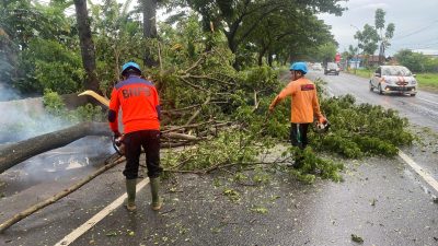 Musim Hujan Rawan Pohon Tumbang, Pemkab Pati Minta Warga Lebih Waspada