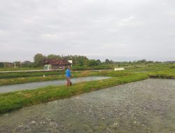 Pati Masuk Tiga Besar Sentra Produksi Ikan Lele Terbesar se-Jateng 