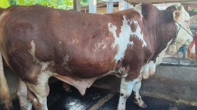 Presiden Prabowo Pilih ‘Bulki’ Sapi Raksasa dari Rembang Jadi Hewan Kurban Iduladha