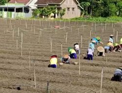 Rembang Mulai Musim Tanam Bawang Merah di 12 Kecamatan