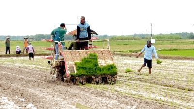 Realisasi Tanam Meningkat Tajam, Rembang Catat Rekor IP Padi Tahun 2025
